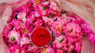 پرونده عربستان در یونسکو ارتباطی با گل محمدی ایران ندارد