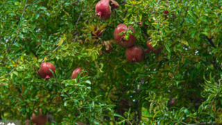 برداشت انار از باغ‌های کوهستانی پاوه