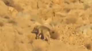 گله گرگهای خاکستری در جاشلوبار گله گرگهای خاکستری در جاشلوبار