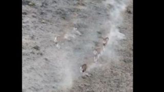 عبور گلههای قوچ اوریال در پارک ملی گلستان عبور گلههای قوچ اوریال در پارک ملی گلستان