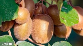 برداشت کیوی صادراتی در گیلان