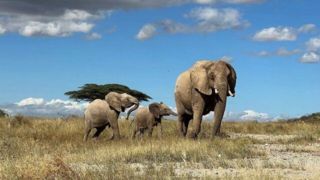 چرا بزرگ‌ترین جانوران خشکی در آفریقا زندگی می‌کنند؟
