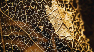 ۲۷ عکس برنده در چهاردهمین دوره جوایز سالانه عکاسی موبایل