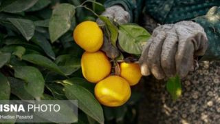  برداشت نارنگی از باغ‌های گرگان