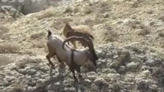 گله قوچ و میش اوریال در پارک ملی گلستان گله قوچ و میش اوریال در پارک ملی گلستان