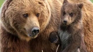 خرس های سارق !