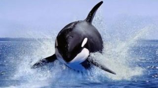 آموزش نحوه شکار لاک‌پشت‌ها توسط نهنگ‌های قاتل 