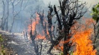 علت آتش سوزی جنگل الیت چه بود ؟