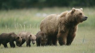 مشاهده خرس ماده و ۲ تولهاش در منطقه حفاظت شده البرز مشاهده خرس ماده و ۲ تولهاش در منطقه حفاظت شده البرز