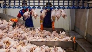 گرانی مرغ از کجا می‌آید؟ 