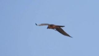 ثبت تصویر هما در آسمان خوشییلاق ثبت تصویر هما در آسمان خوشییلاق