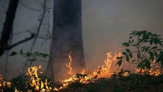 جنگل‌ها زیر فشار کم‌آبی و سوء‌مدیریت / عامل ۹۰ درصد آتش‌سوزی‌ها انسانی است