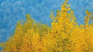 فصلِ گذار؛ وقتی رنگ‌ها آرام فرو می‌ریزند