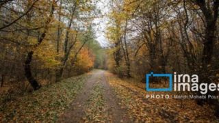 آخرین قدمهای پاییز آخرین قدمهای پاییز