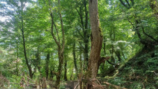 ۱۰ هکتار از پوشش گیاهی جنگلهای هیرکانی سوخته و تخریب شده است ۱۰ هکتار از پوشش گیاهی جنگلهای هیرکانی سوخته و تخریب شده است