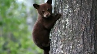 لحظه بامزه در جاده جنگل؛ بازی بچه خرس با بادکنک لحظه بامزه در جاده جنگل؛ بازی بچه خرس با بادکنک