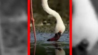 رقص صورتی فلامینگوها در تالاب‌های جادویی