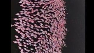 فلامینگوهای مهاجر در تالاب میانکاله