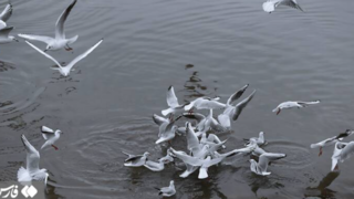 "کاکایی" مهمان چشمه کیله تنکابن "کاکایی" مهمان چشمه کیله تنکابن