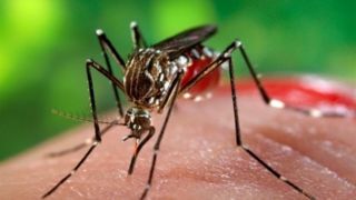 تعداد مبتلایان تب دنگی به ۱۱۰۷ نفر رسید/مشاهده پشه آئدس در ۱۱ استان