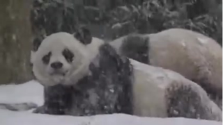 واکنش پانداها وقتی برای اولین بار برف می‌بینند