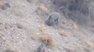 مشاهده خانواده خرس قهوه‌ای در دنا