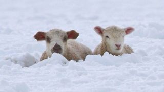 چهره مظلومانه گوسفندان گرفتار در برف یک متری!