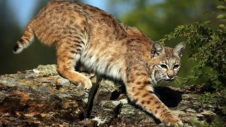 تلاش ناامیدانه یک گوزن مادر برای نجات بچه‌اش از چنگ سیاه‌گوش