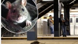 جدال موش‌ها؛ تصویری از نبرد دو موش بر سر تکه نان در متروی نیویورک 