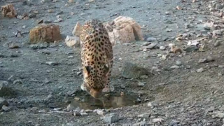 تصاویری کم‌نظیر از لحظه خوردن آب باران توسط پلنگ ایرانی