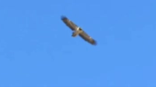 مشاهده ۲ هما در آسمان پارک ملی صیدوا مشاهده ۲ هما در آسمان پارک ملی صیدوا