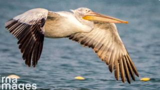 بازگشت غارغارک‌ها