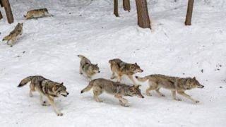 تصاویر نادر از شکار گراز توسط گرگ‌ها در مازندران