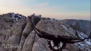 حمله عقاب به پهپاد تصویربرداری در خراسان‌شمالی