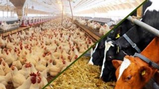 نهاده‌های دامی بدون تغییر قیمت تا پایان سال توزیع می‌شود