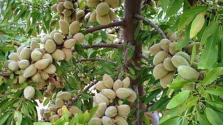 درآمد میلیاردی برخی باغداران با کاشت این نهال بادام اصلاح شده