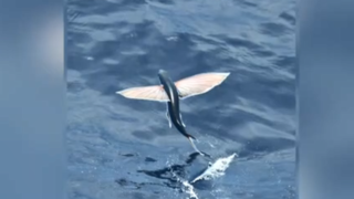  این ماهی برای فرار از دست شکارچیان پرواز می کند!