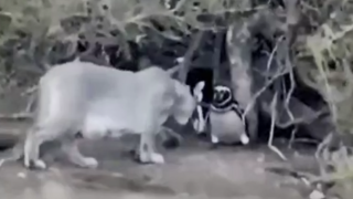 لحظه هولناک شکار پنگوئن توسط شیر کوهی