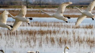سرخرود مازندران میزبان قوهای آوازخوان سرخرود مازندران میزبان قوهای آوازخوان