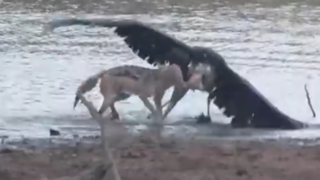 دیدنی از شکار یک لک لک بزرگ آفریقایی توسط شغال