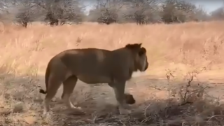 وقتی سلطان جنگل تلاش می کند که مثل پلنگ از درخت بالا برود!