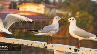 کاکایی‌های بندر انزلی