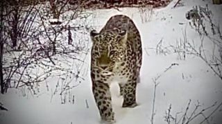 پلنگ ایرانی و کوه پیمایی در میان برف