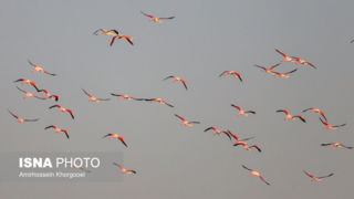 فلامینگوها میهمان آب‌های گرم خلیج فارس