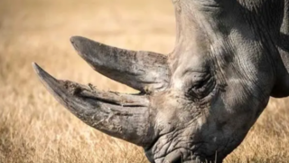  تقابل عجیب گوزن ۱۳ کیلویی مقابل کرگدن ۱.۷ تنی