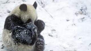  بازی پانداها در باغ‌وحش