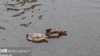 باغ پرندگان