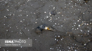 مرگ خاموش "باکلان" ها در سواحل خزر