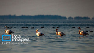 پرندگان مهاجر