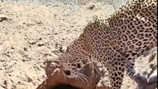 شکار آسان یک پلنگ شکار آسان یک پلنگ